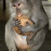 monkey_macaque_balinese_mf_ubud_v_0494_bal0496.jpg